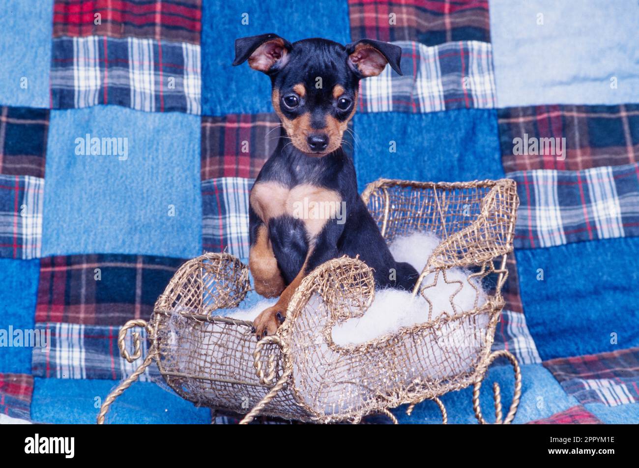 Mini Pinscher puppy on a Christmas sleigh decoration Stock Photo