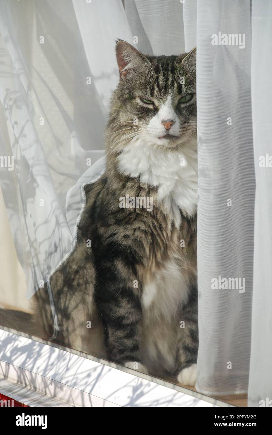 A senior long haired silver tabby cat peering through a window with net