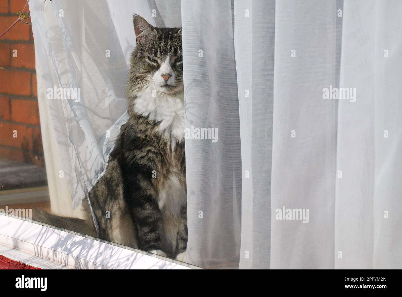 A senior long haired silver tabby cat peering through a window with net