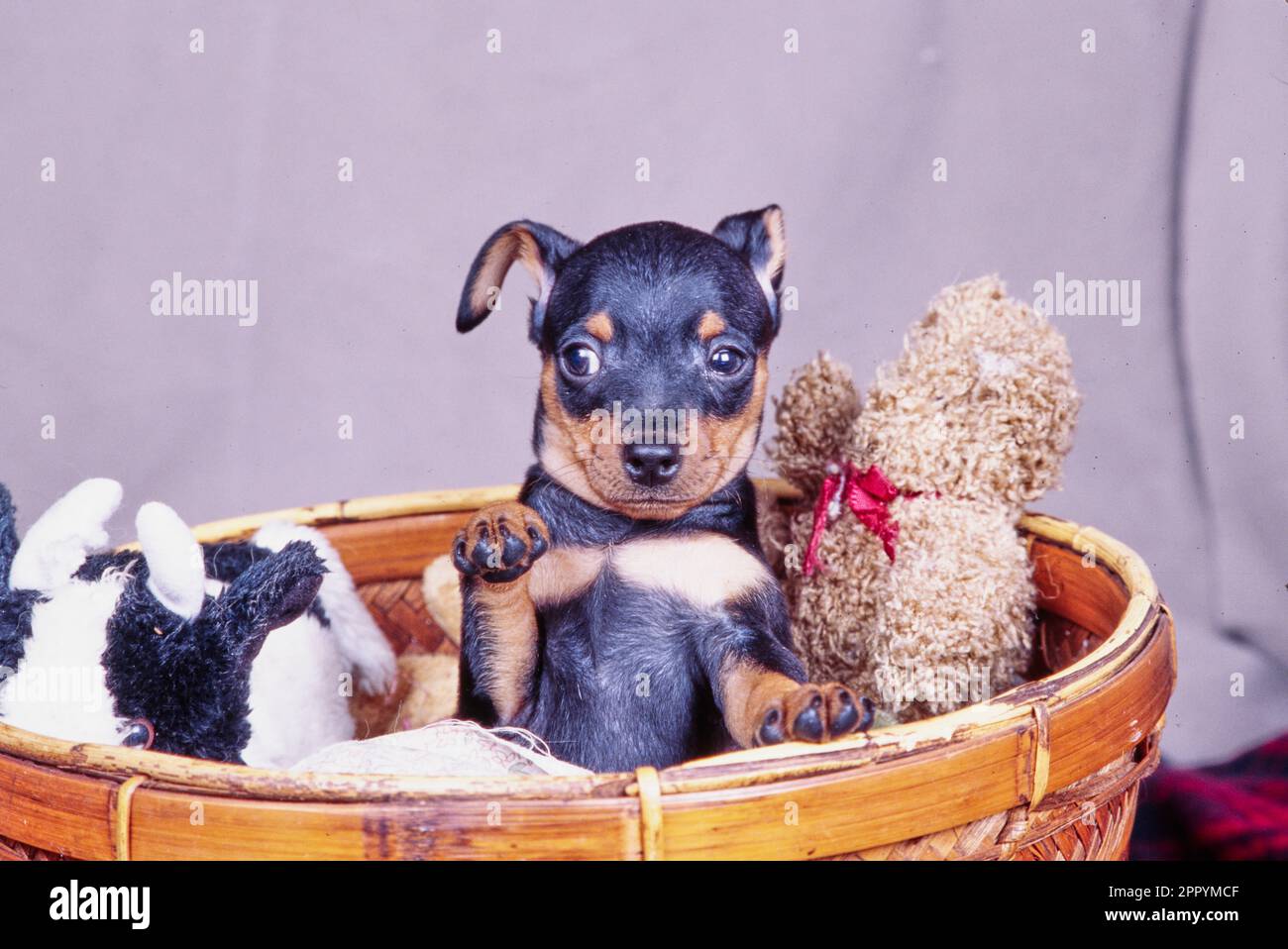 Mini Pinscher puppy in basket with toy Stock Photo