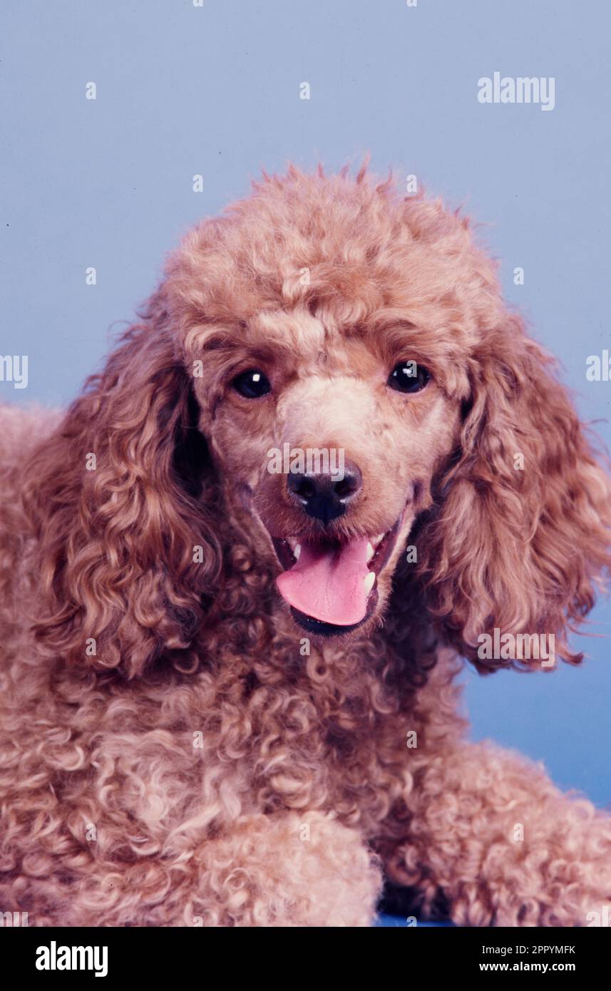 Portrait of Mini Poodle on blue backdrop Stock Photo