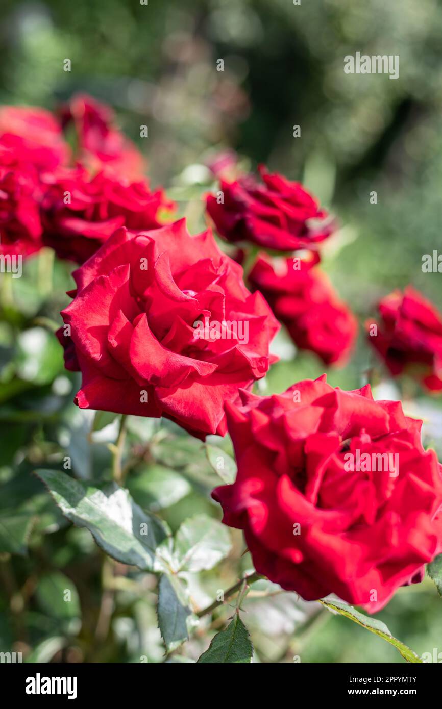 Bright shiny red roses on bush. Giftcard, Valentines Day background ...