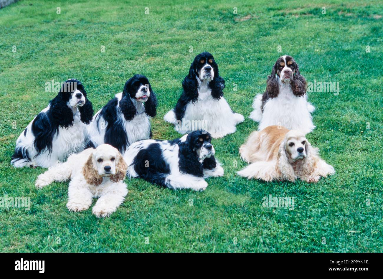 Group of American Cocker Spaniels sitting on grass outside Stock Photo