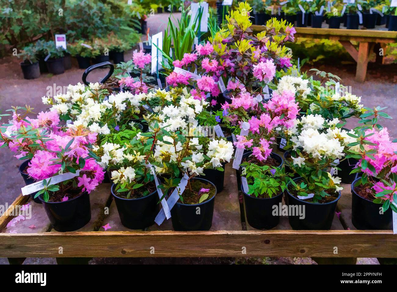 Plants for sale at the Rhododendron Species Botanical Garden in
