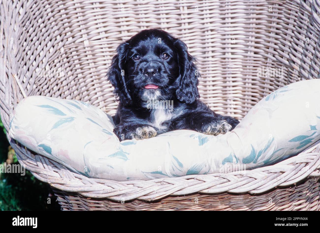 Black Cocker Spaniel puppy sitting in wicker basket chair with paws in