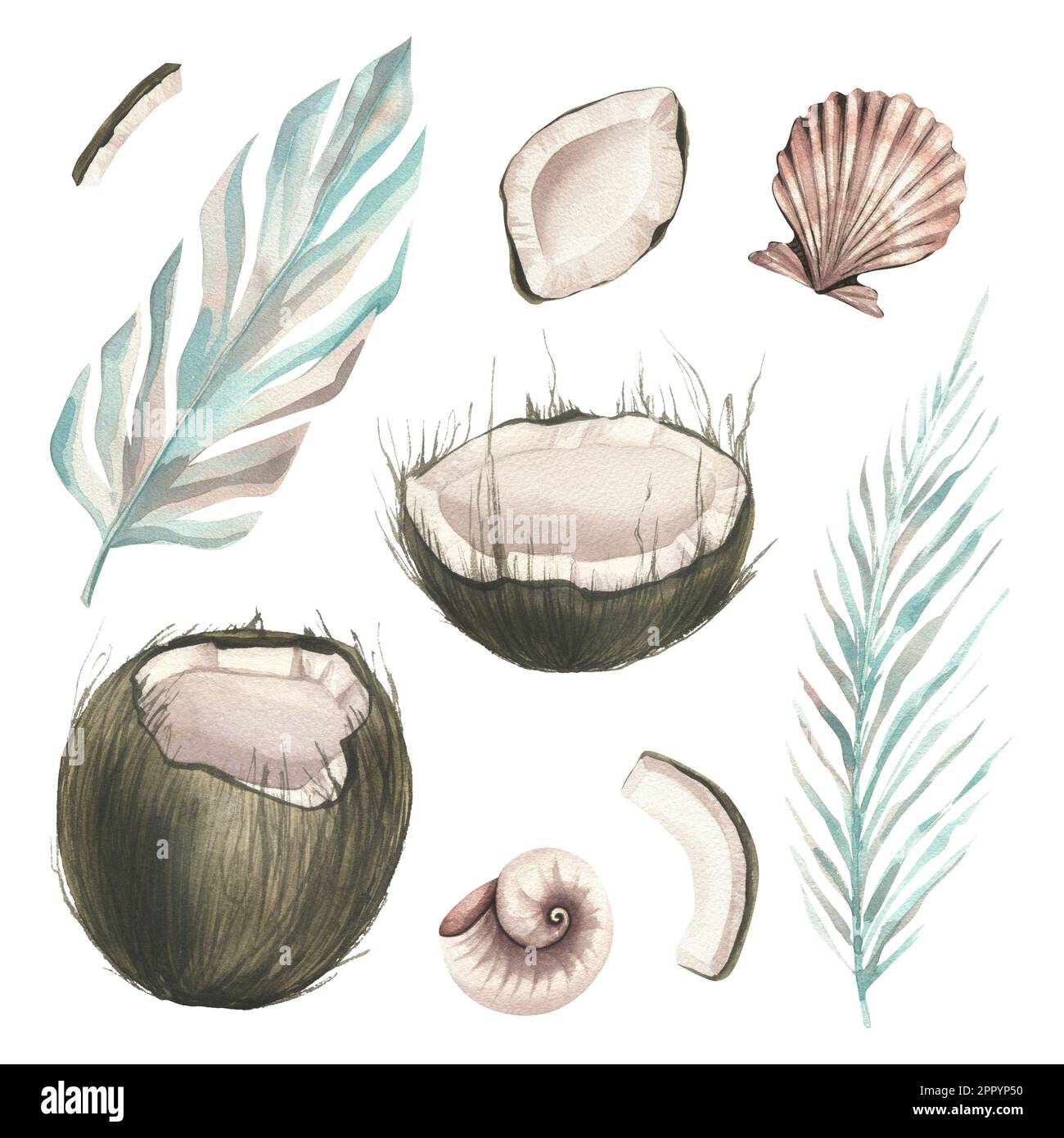 Whole coconuts and slices with tropical palm leaves and seashells. Watercolor illustration. Set isolated elements on a white background. For the Stock Photo