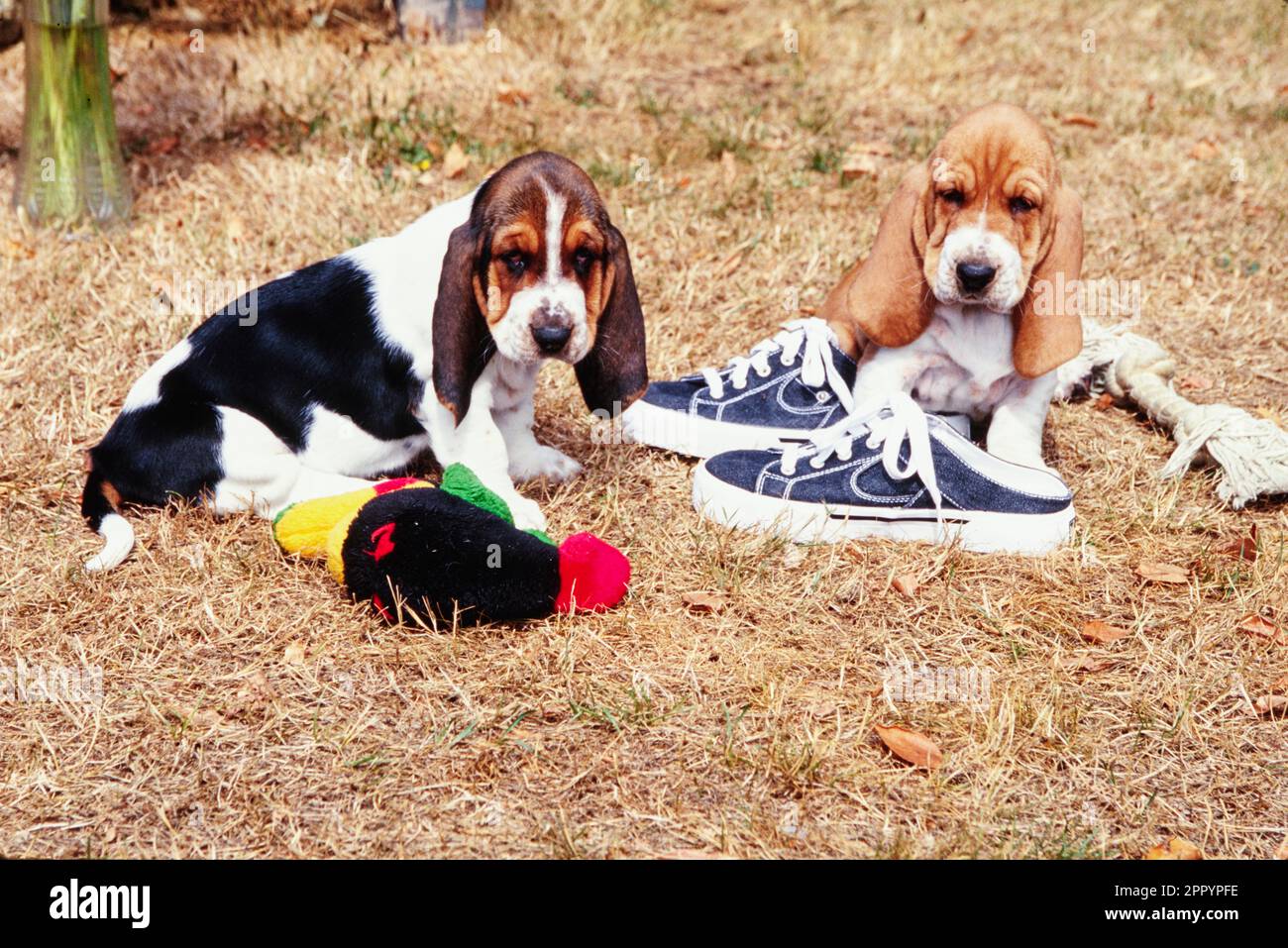 Basset hound shop tennis shoes