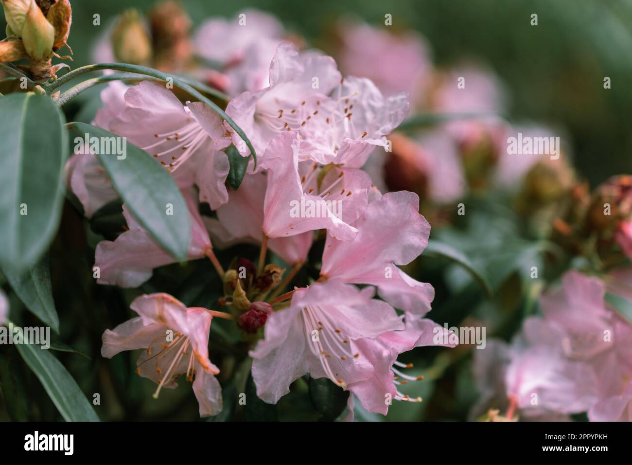 Pink flowers and green leaves of Rhododendron principis is an evergreen shrub growing 2 to 6 m tall with leathery leaves and pink flowers. Stock Photo