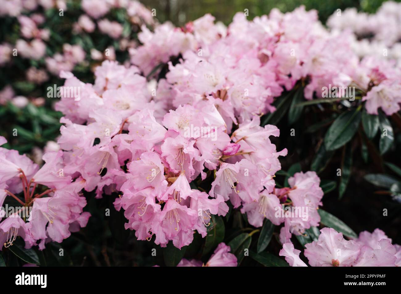 Flowering pink Rhododendron principis is an evergreen shrub growing 2 to 6 m tall with leathery leaves and pink flowers. Stock Photo
