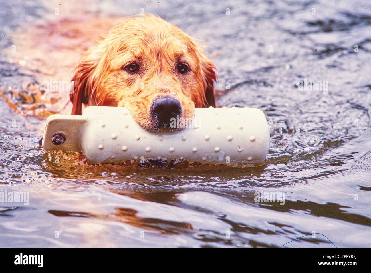 Golden retriever carrying floating water toy while swimming Stock Photo