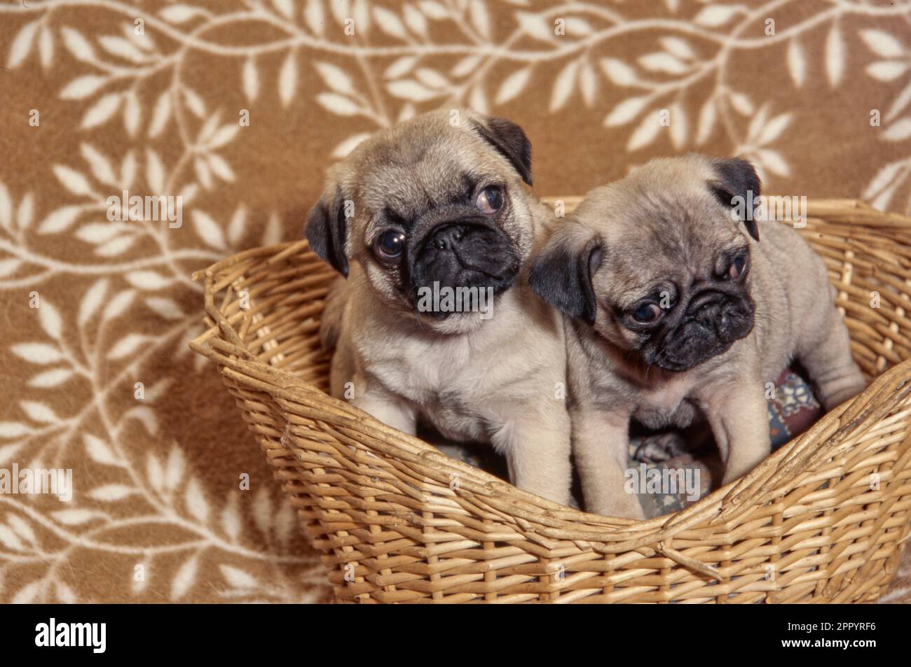 Two pug puppies standing together in wicker dog bed on brown blanket with leaves design Stock Photo