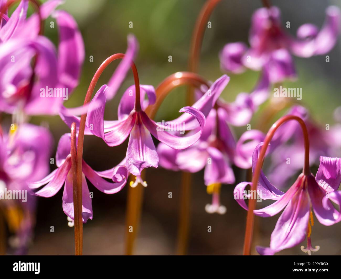 Erythronium revolutum flowers in Holehird Gardens, Windermere, Lake District, UK. Stock Photo