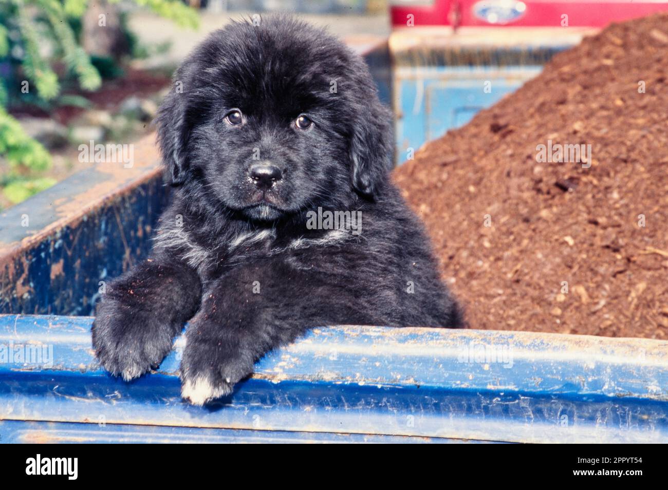 Fluffy Newfoundland puppy sitting up on edge of blue truck bed Stock Photo Alamy