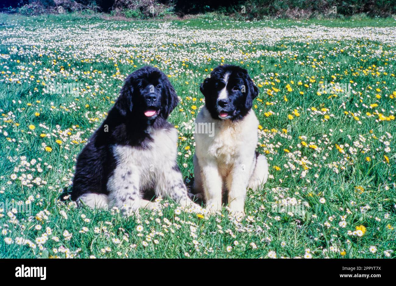 Two Newfoundlands sitting outside in field full of white and yellow flowers on sunny day Stock Photo