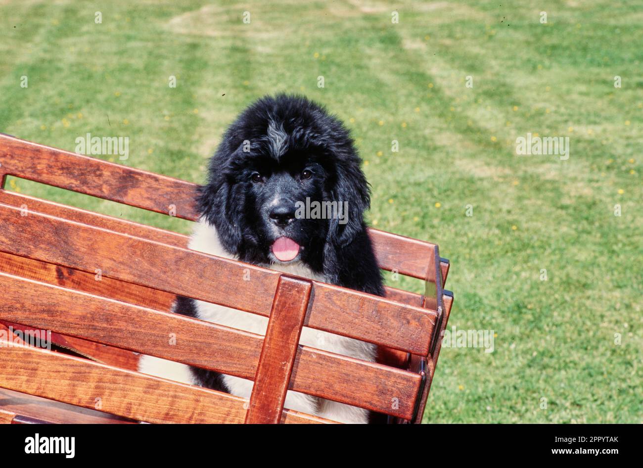 Newfoundland puppy sitting in back of wooden cart outside in yard Stock Photo