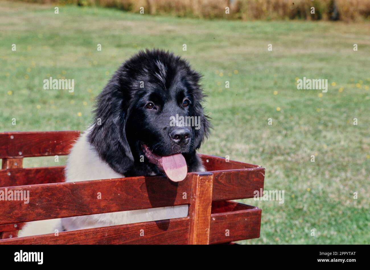 Newfoundland sitting in back of wooden farm cart in field outside with