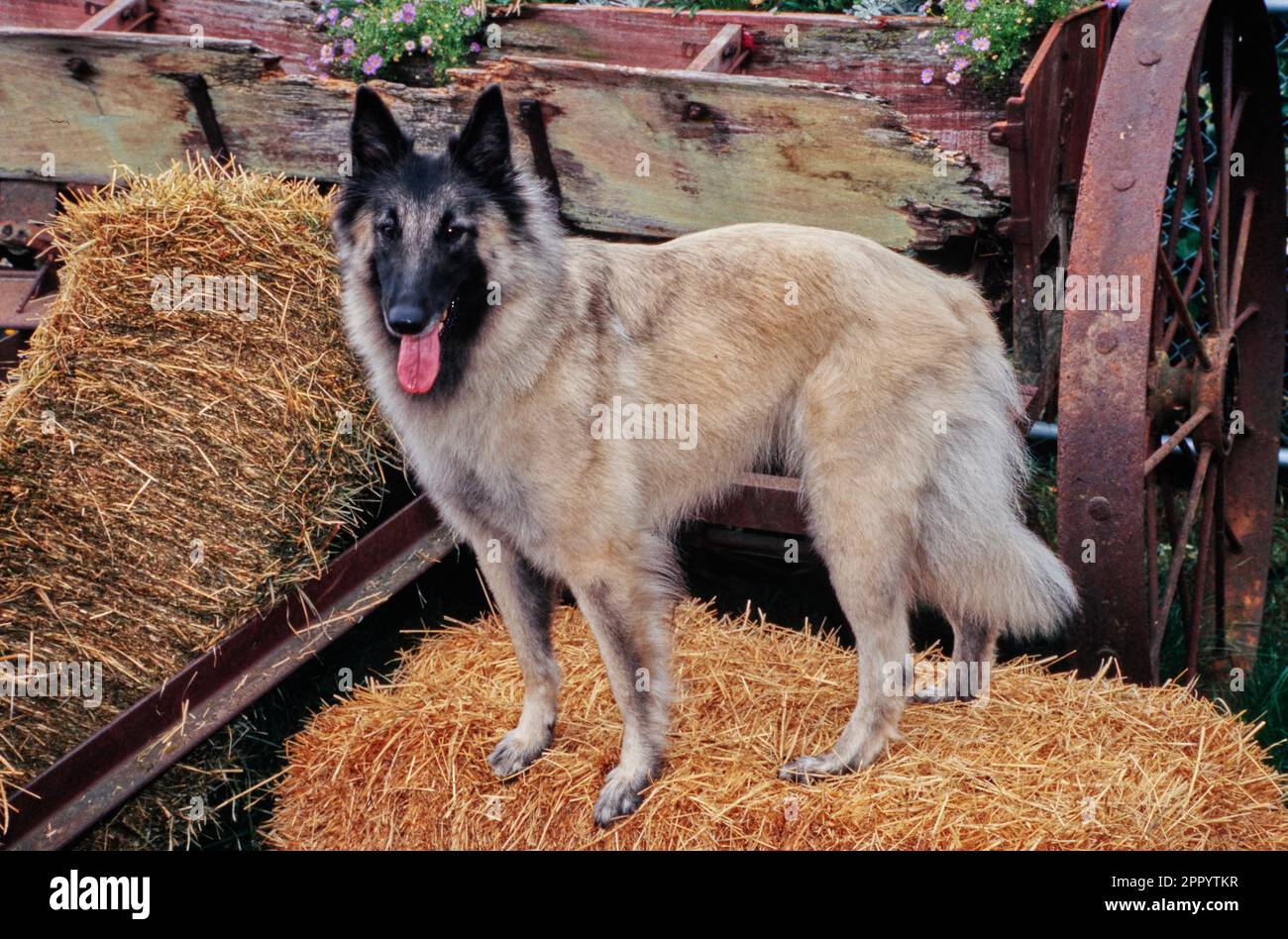 Belgian Shepherd standing outside on haystack near wheel of antique metal farm cart with tongue out Stock Photo