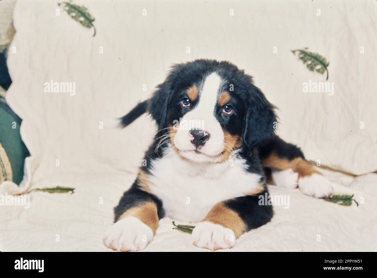 Bernese Mountain Dog puppy on white blanket with leaves Stock Photo