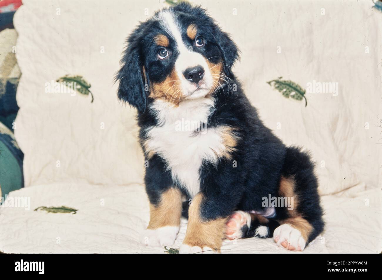 Bernese Mountain Dog puppy on blanket with leaves Stock Photo