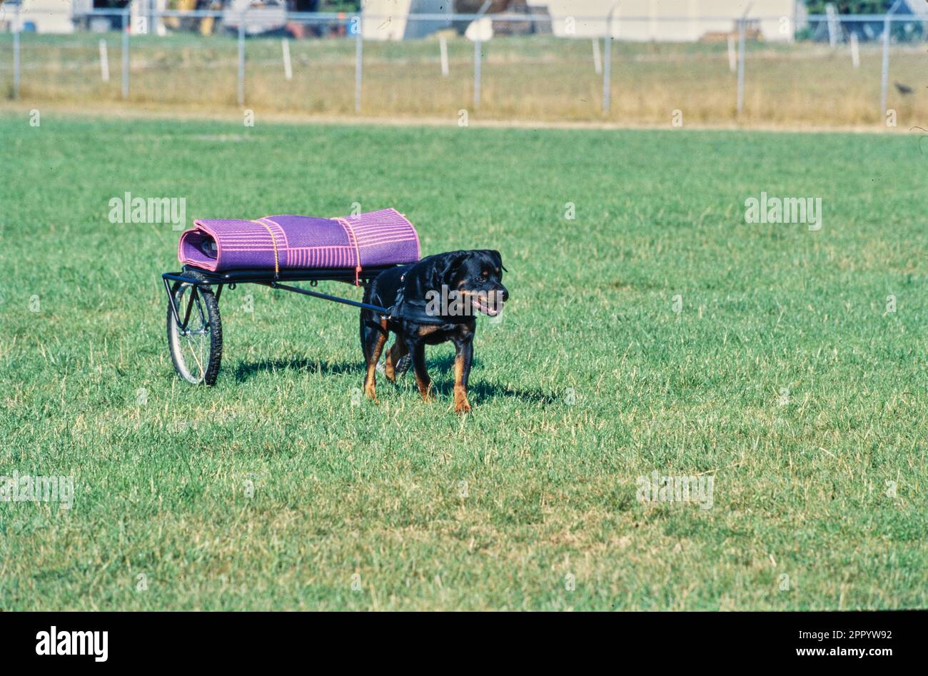 Rottweiler pulling cart hotsell