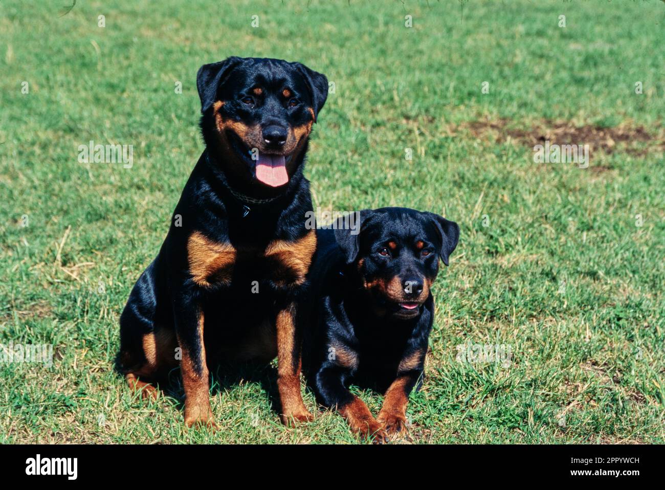 Rottweilers hi-res stock photography and images - Alamy