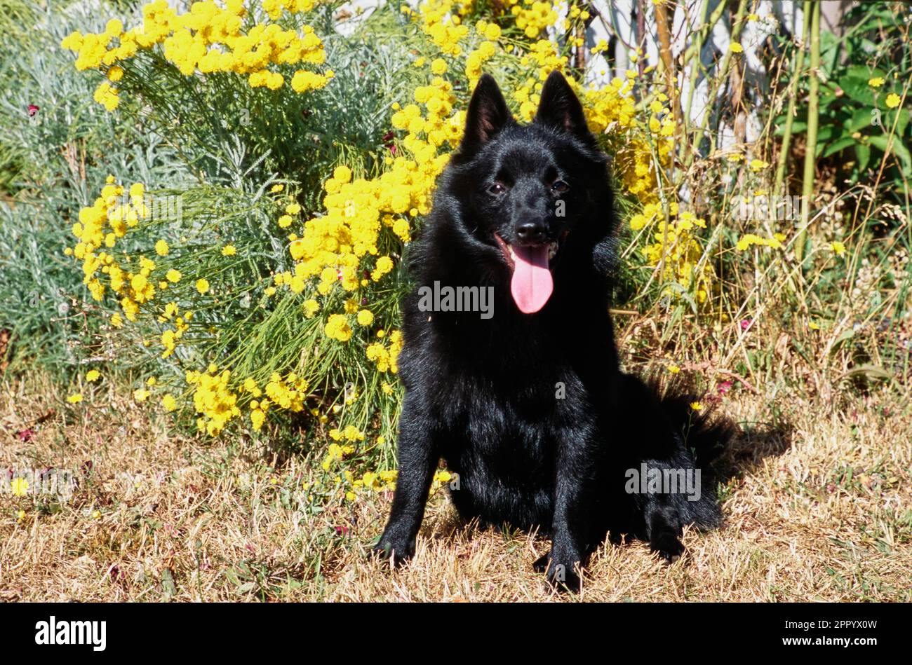 Pastor schipperke 2024