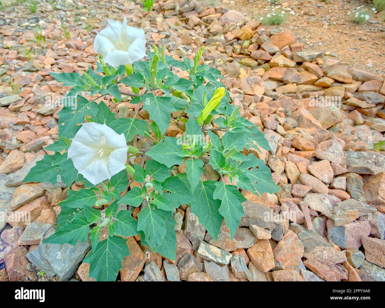 The Datura Stramonium, also called Jimson Weed, Thorn Apple, Devil's