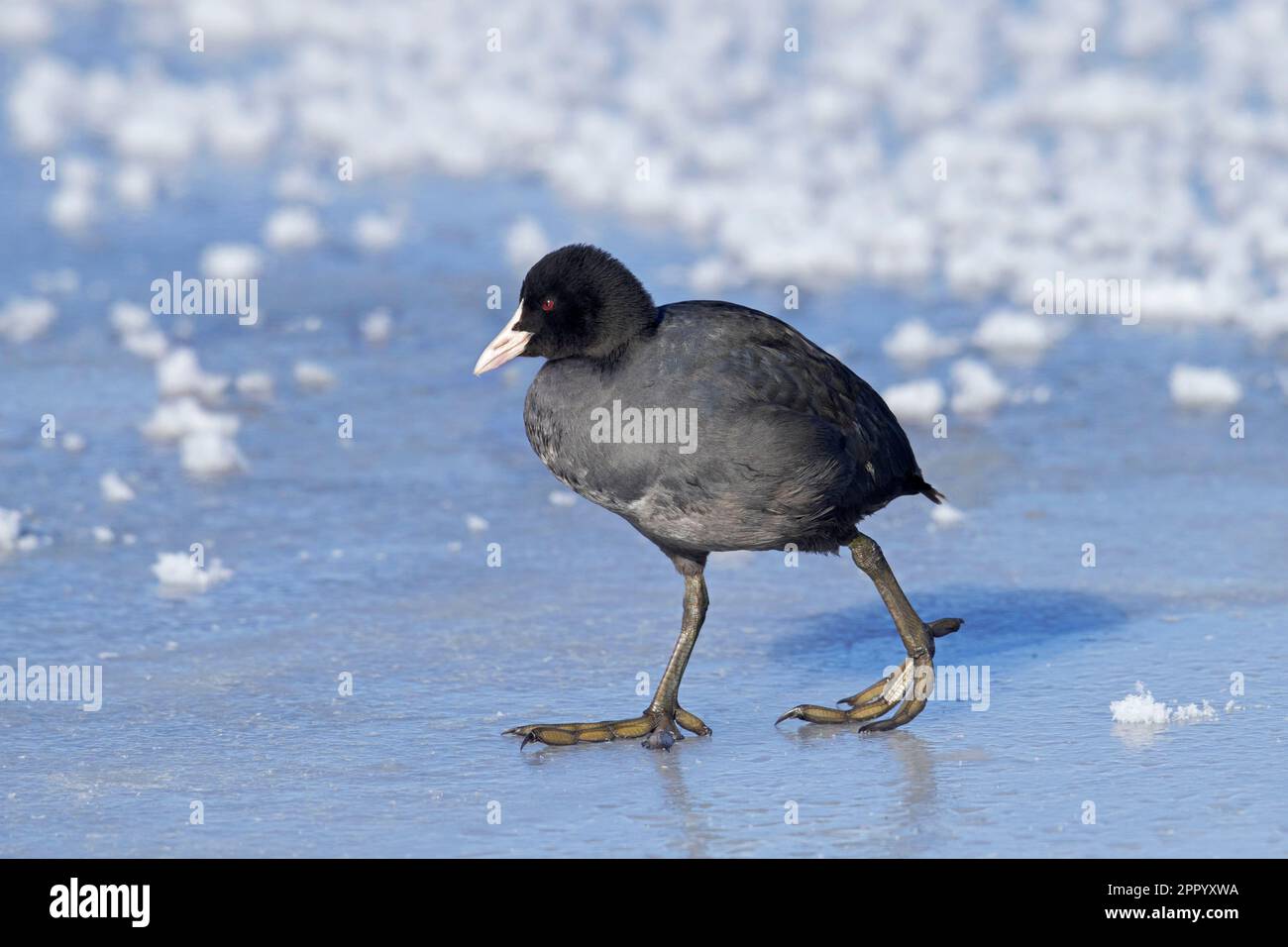 Eurasian coot / common coot (Fulica atra) walking on ice of frozen pond in winter Stock Photo