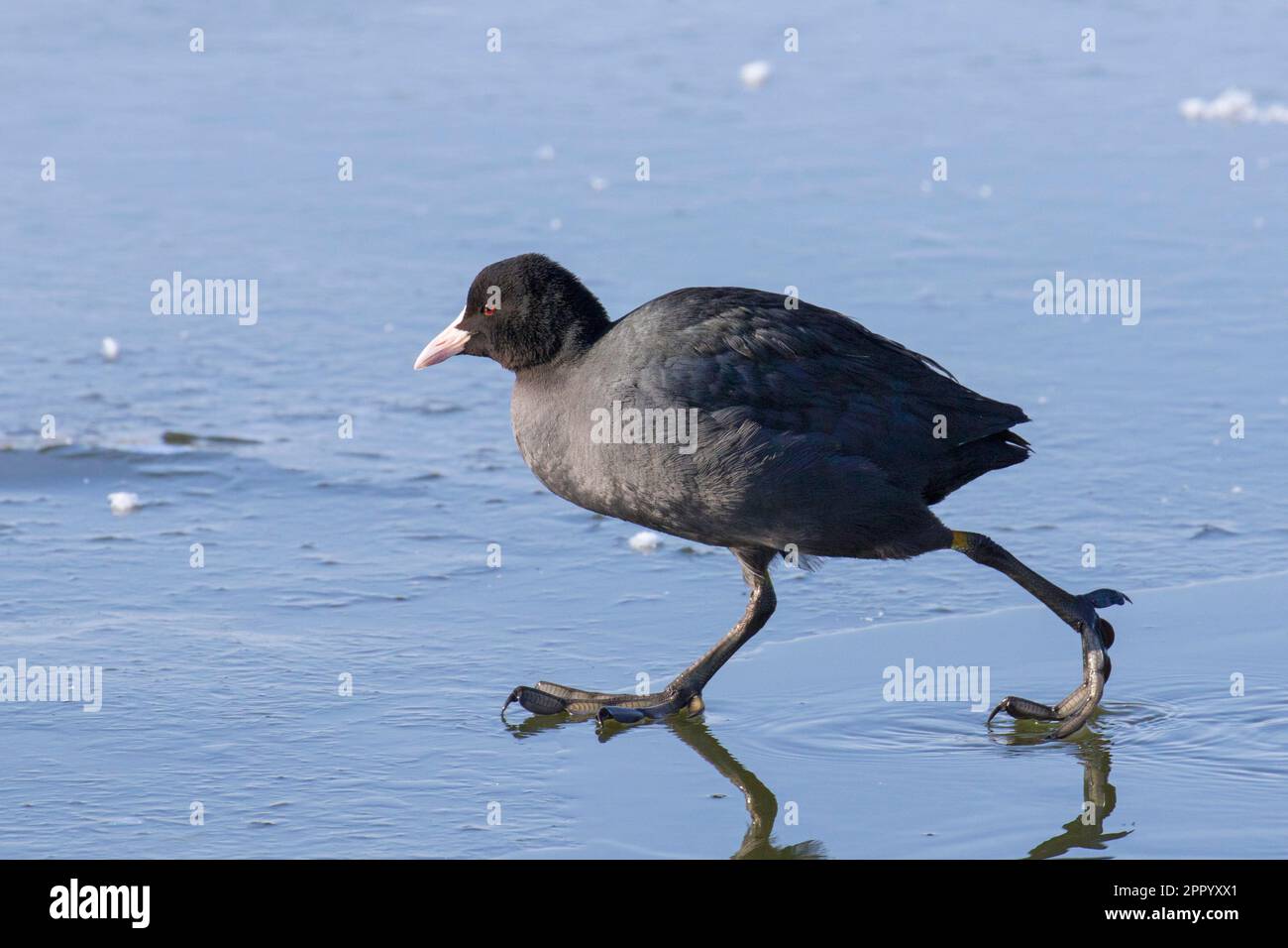 Eurasian coot / common coot (Fulica atra) running over ice of frozen pond in winter Stock Photo