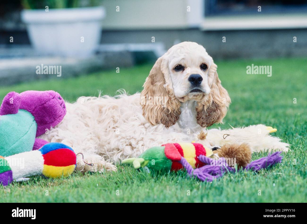 American Cocker Spaniel laying down in grass outside with chew toys Stock Photo