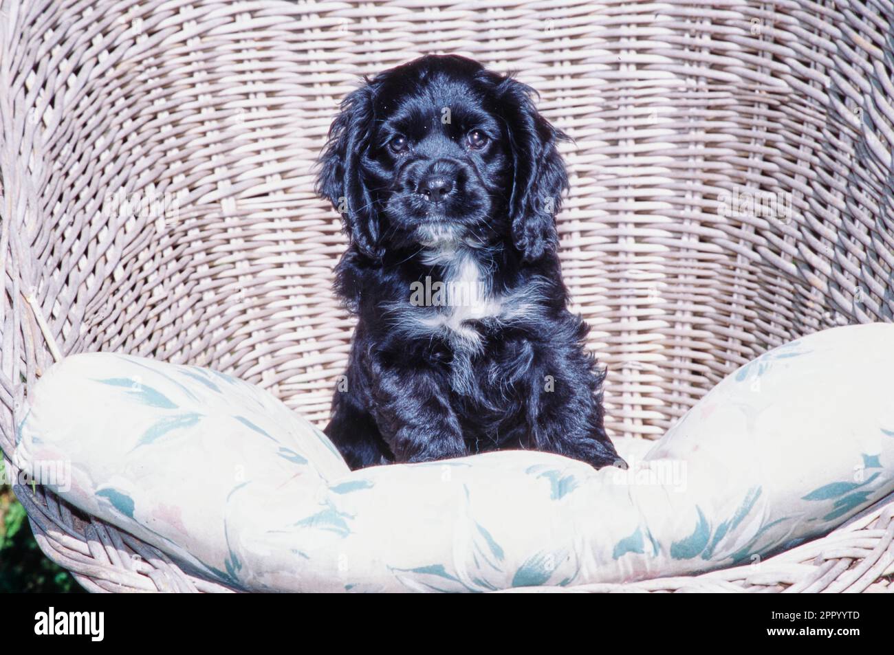 Black Cocker Spaniel puppy sitting up in wicker basket chair Stock