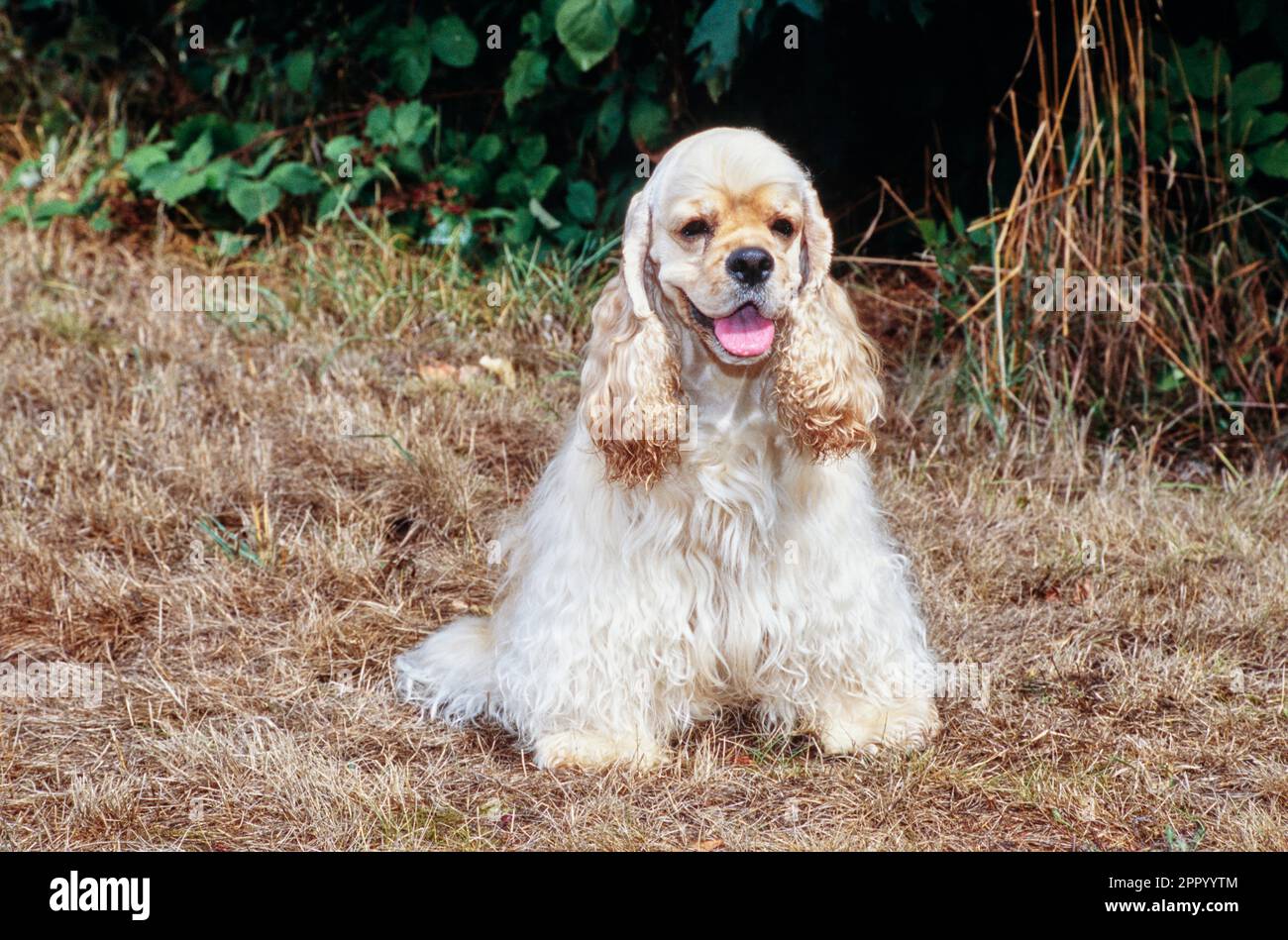 American Cocker Spaniel sitting outside near bushes in brown grass ...
