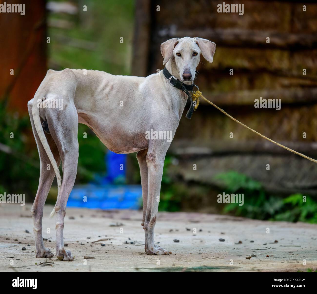 Graceful and Majestic: The Rajapalayam Dog, an Exquisite Indian Breed Stock Photo