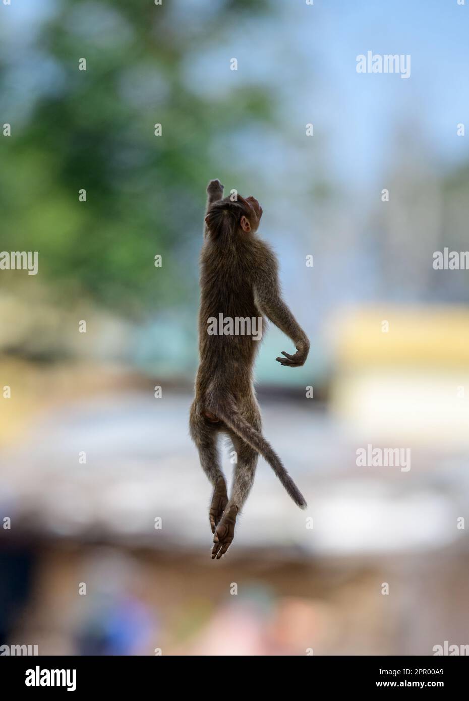 Experience the exhilaration of a bonnet macaque defying gravity with a breathtaking mid-air leap Stock Photo