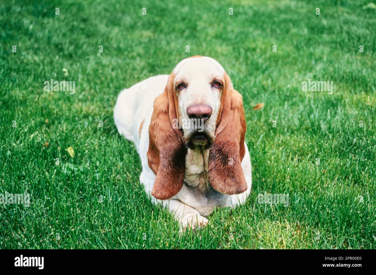 Basset Hound with droopy eyes laying down outside in grass Stock Photo