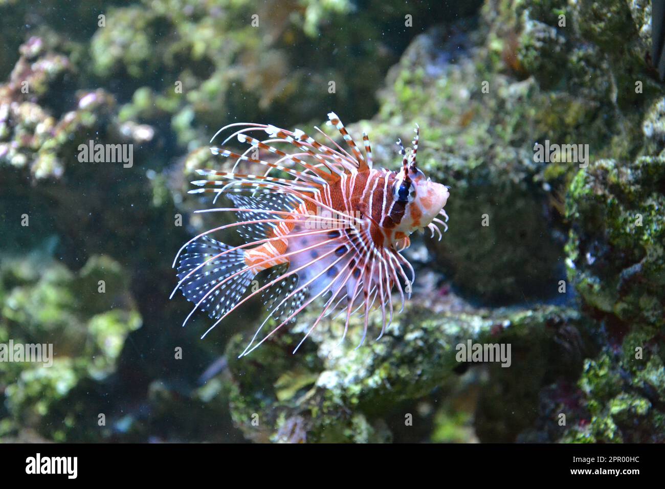 Antenna lionfish close-up. Pterois antennata in an aquarium.  Stock Photo