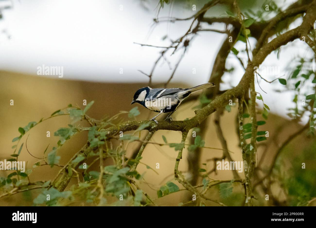 Capture the essence of Kerala's birdlife, the rich biodiversity and awe-inspiring moments. Visual journey of vibrant avian wonders in kerala Stock Photo