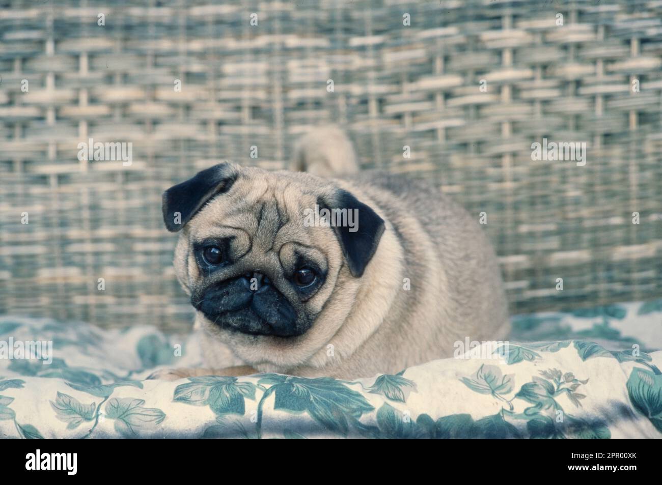 Pug laying on cushion on wicker seat with head tilted to side Stock Photo