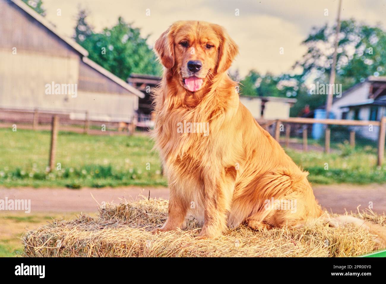 Golden retriever outside sitting on haystack on farm Stock Photo
