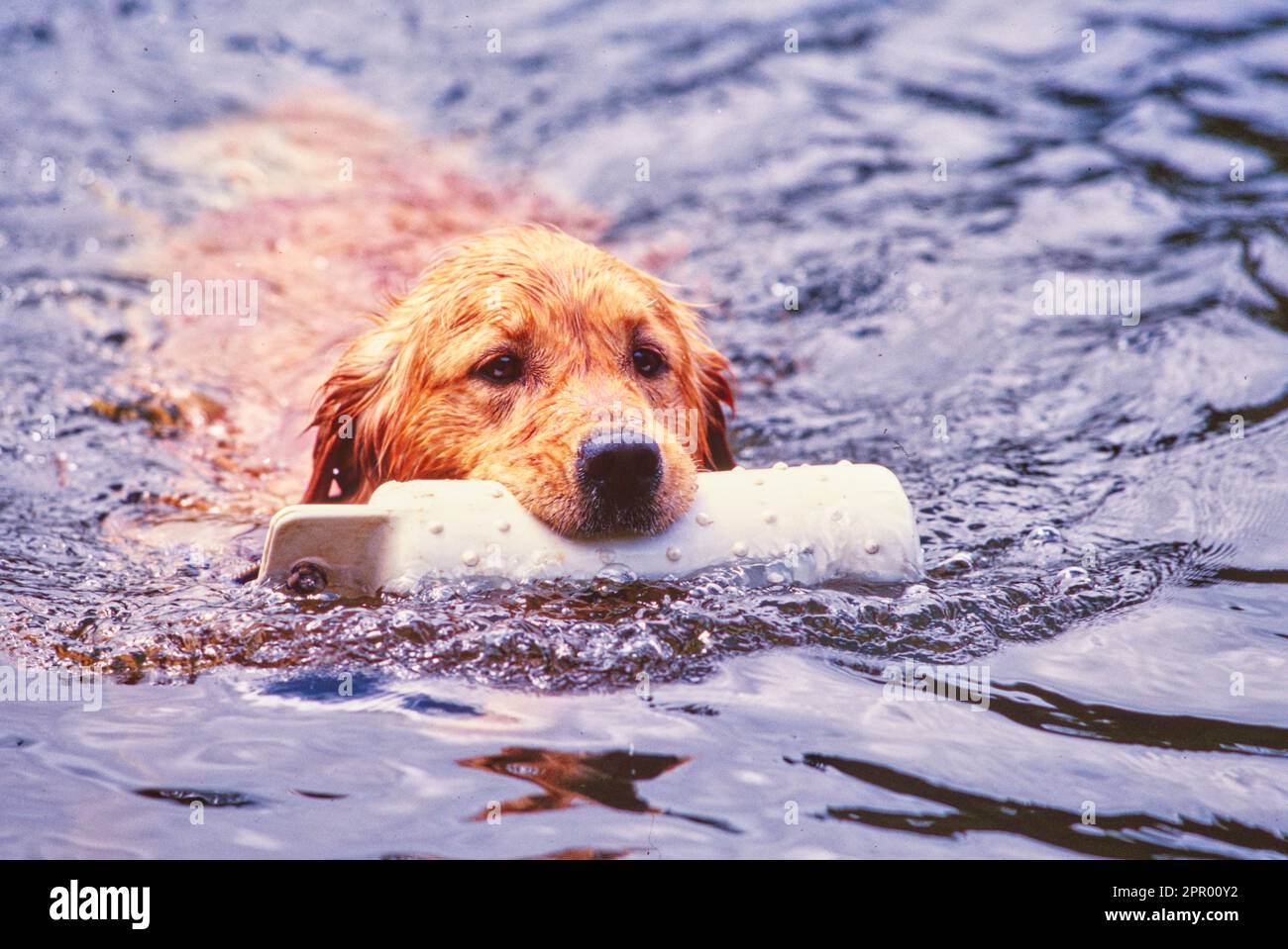 Golden retriever holding floating water toy in mouth while swimming Stock Photo