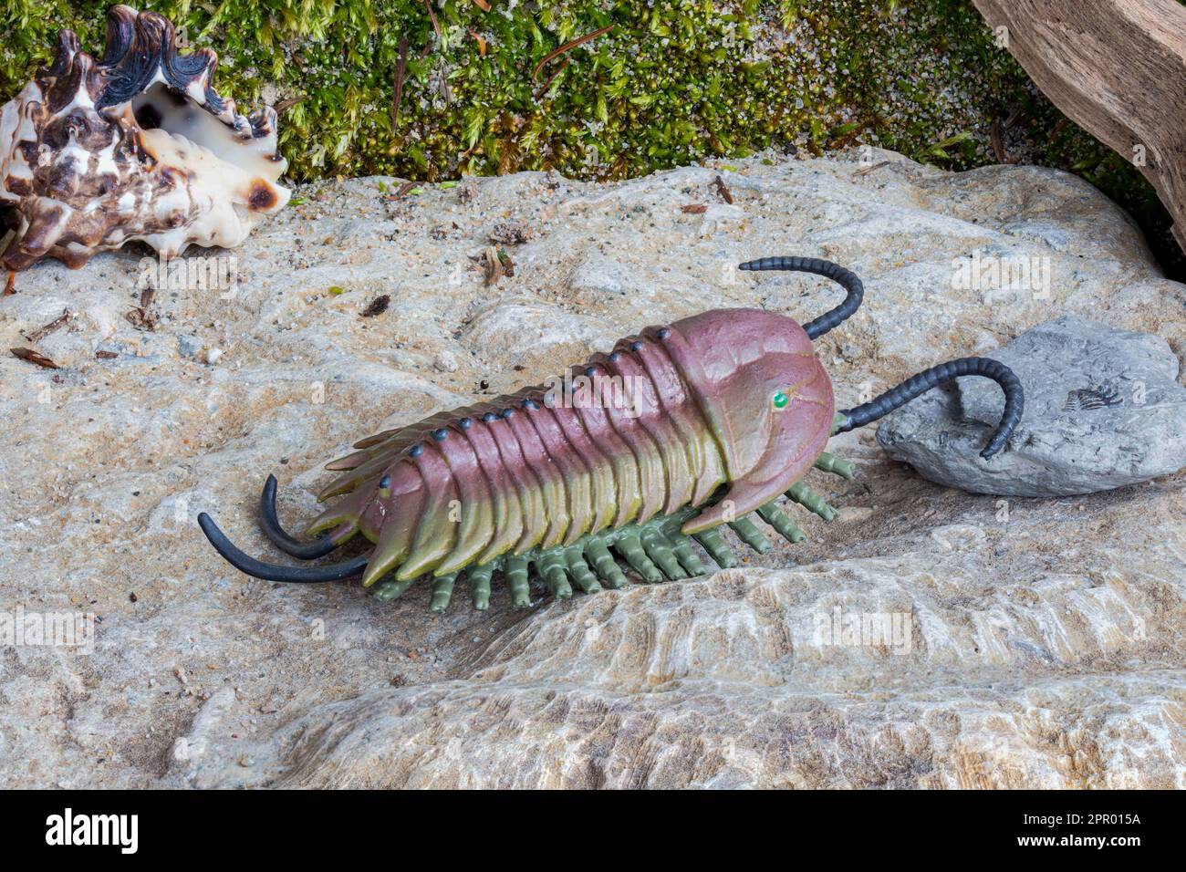 A variety of trilobite, Olenoides lived during the Middle Cambrian Period, 513 to 501 m.y.a.  This model is by Favorite. Stock Photo