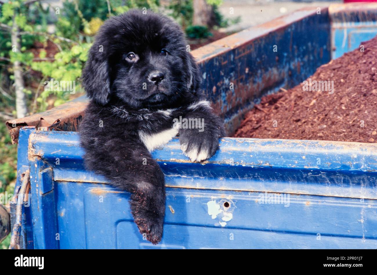 Newfoundland puppy sitting up with front legs on edge of blue truck bed