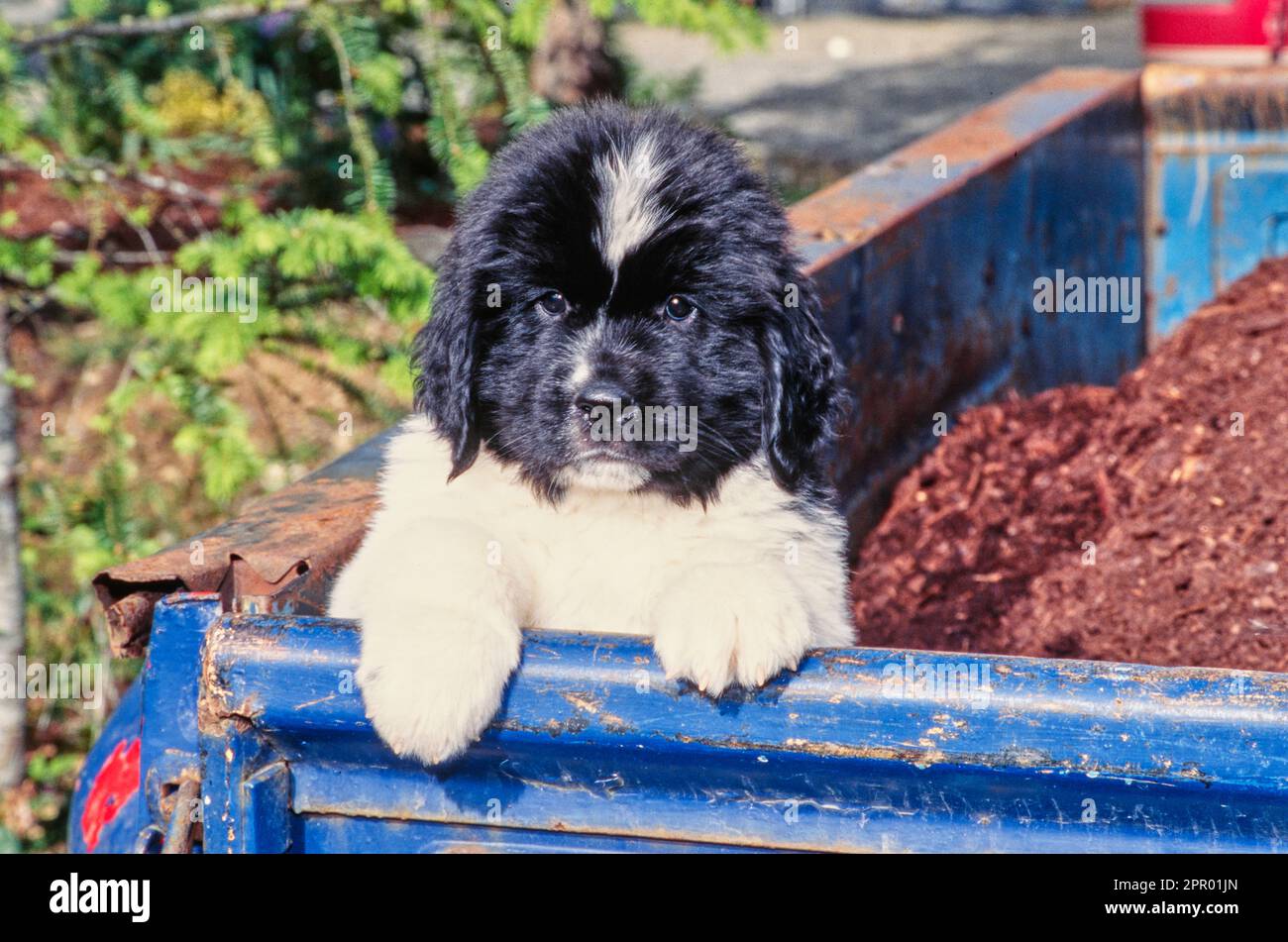 Newfoundland puppy sitting up on edge of blue truck bed filled with