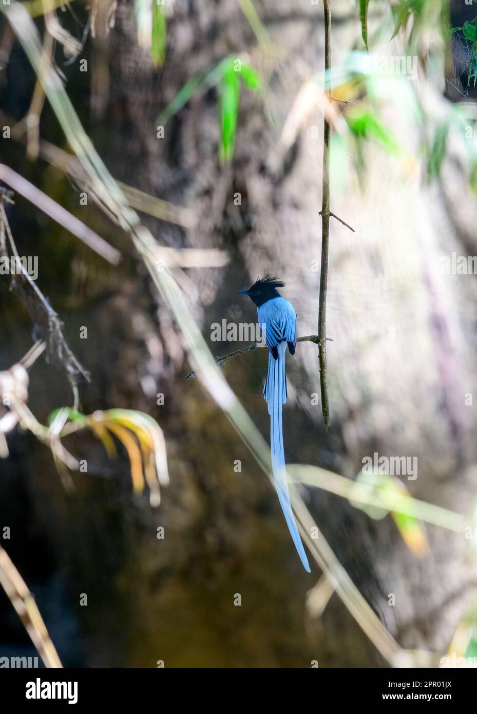 Amidst the lush green forest, the Paradise Flycatcher spreads its wings, a vision of elegance and grace. Stock Photo