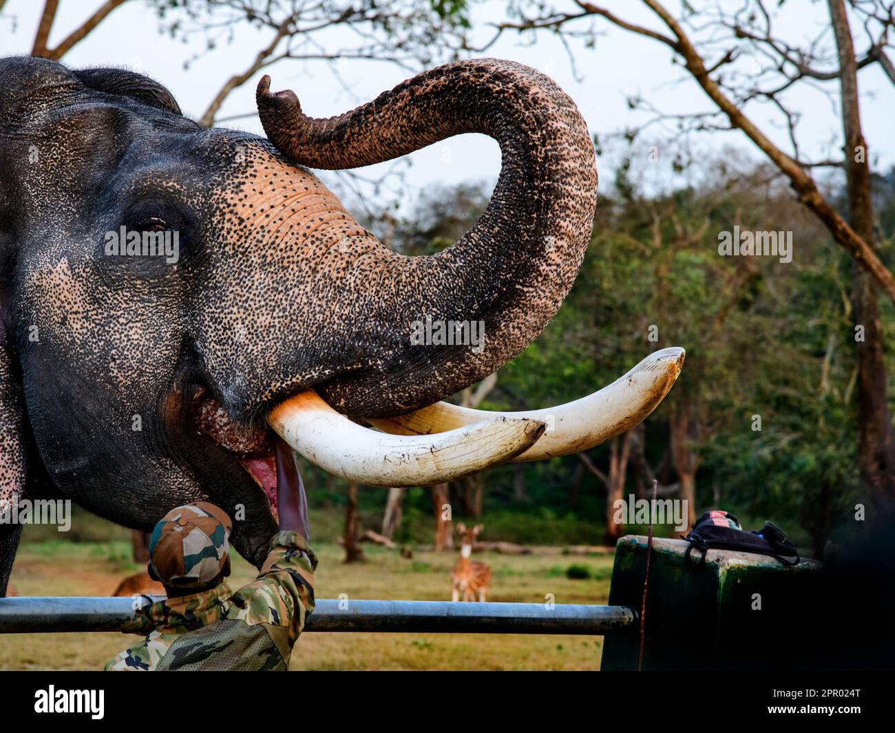Theppakadu Elephant Camp Masinagudi Mudumalai Tamil Nadu Stock Photo