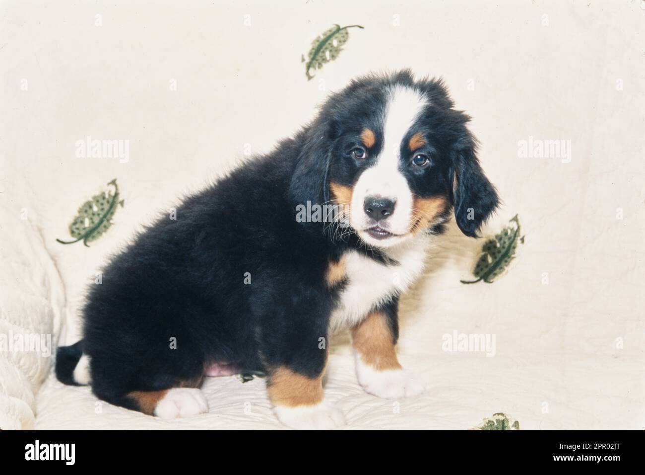 Bernese Mountain Dog puppy on white blanket Stock Photo Alamy