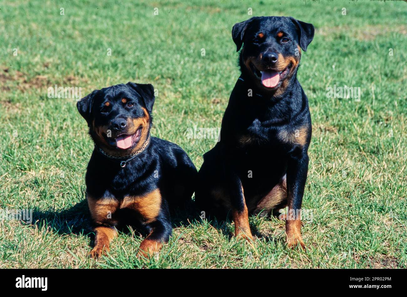 Rottweilers together in a field Stock Photo - Alamy