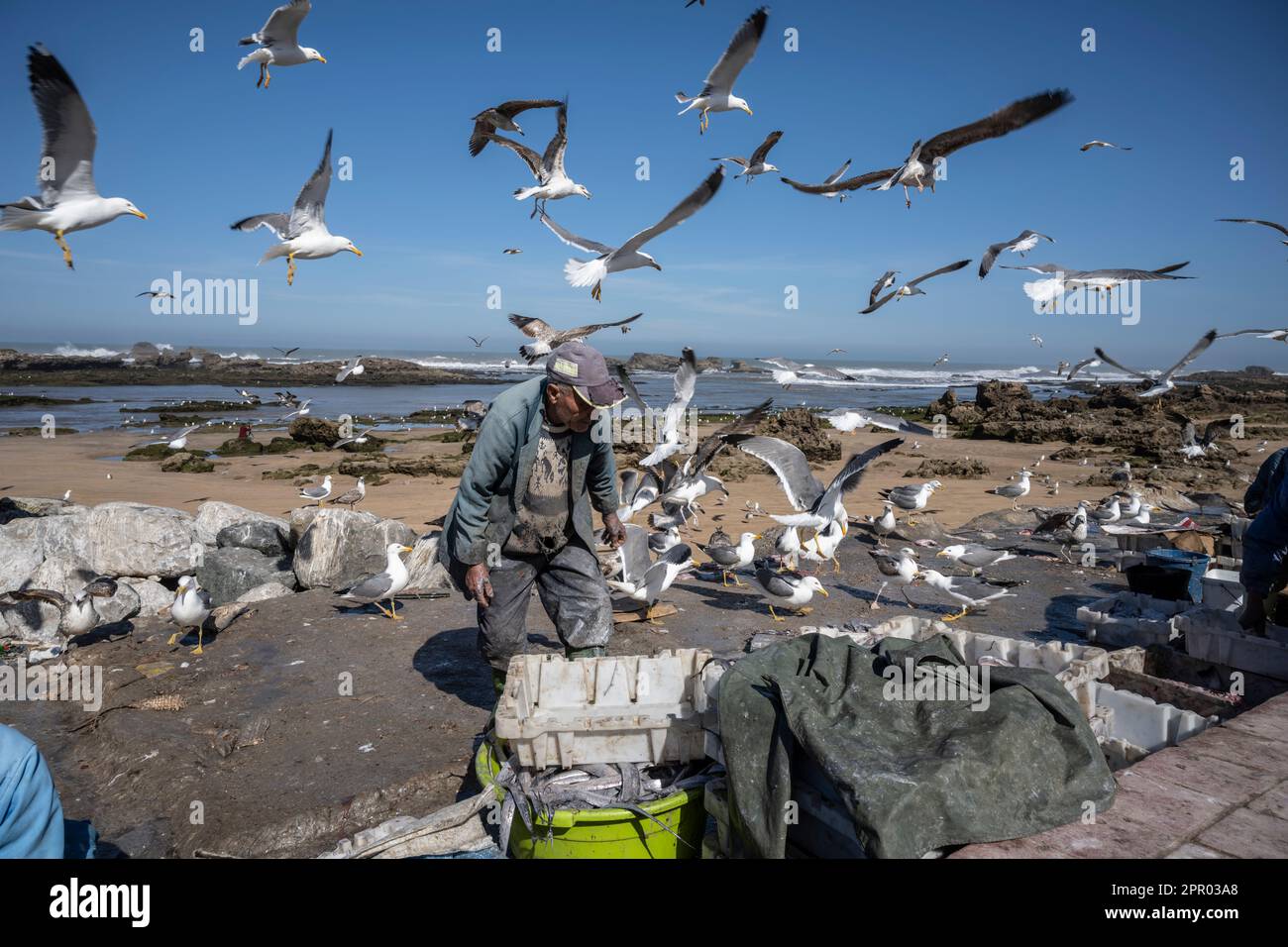 Fishermen cleaning fish in the port of Essaouira, next to the city