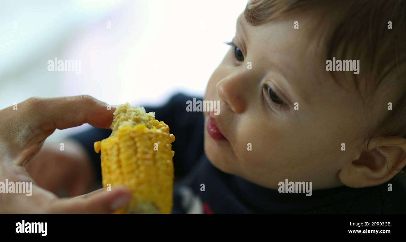 Cute baby eating corn. Parent feeding toddler infant snack between ...