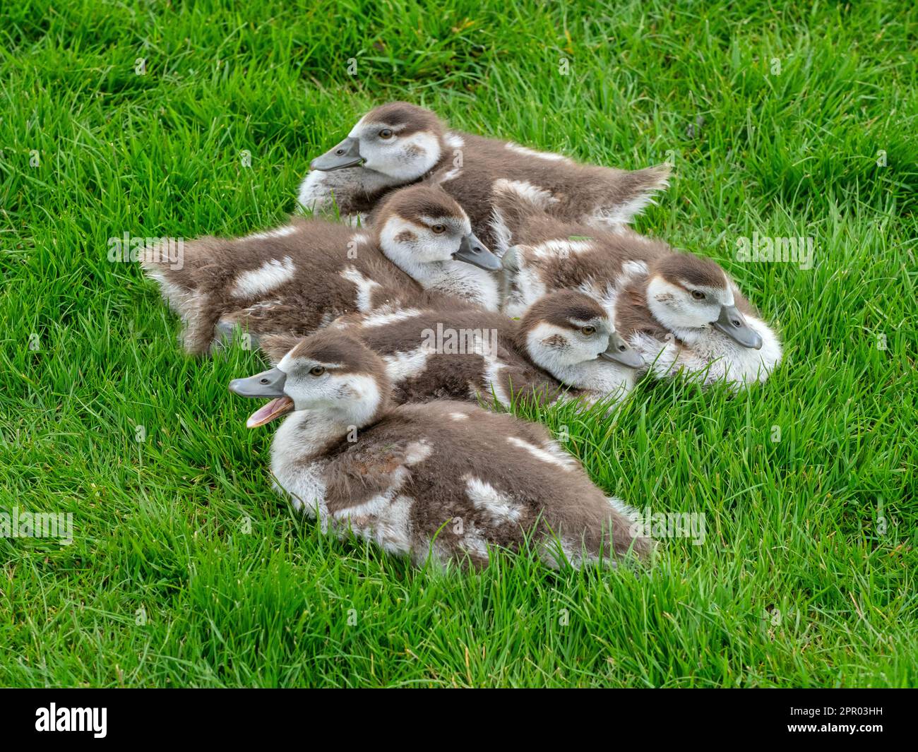 Egyptain Goose Alopochen aegyptiacus newly hatched goslings.Norfolk Broads UK Stock Photo